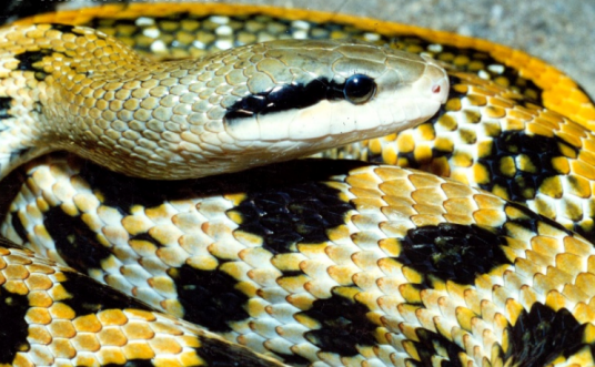 什么是黑眉锦蛇