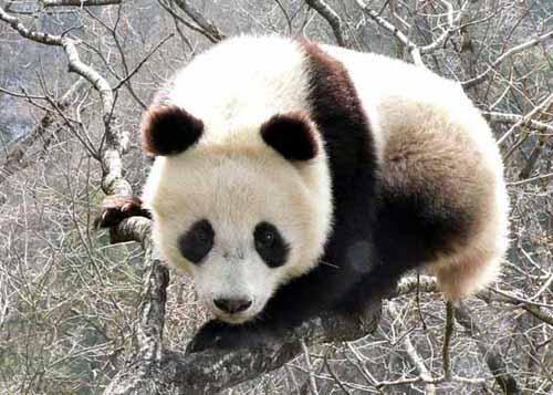大熊猫秦岭亚种
