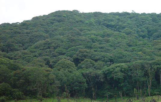 什么是亚热带常绿阔叶林